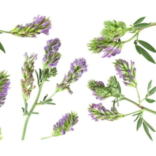 EQUIHERBS SIECZKA Z LUCERNY - kegelhorses