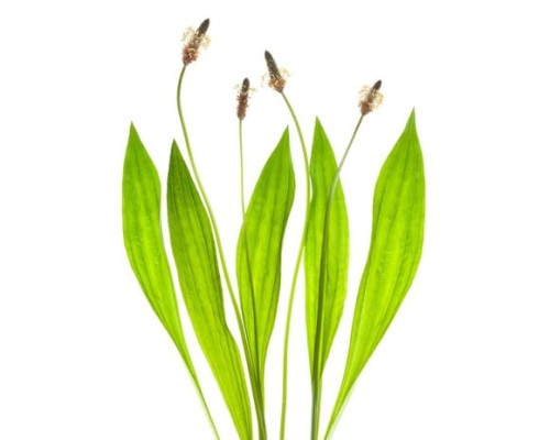 EQUIHERBS BABKA LANCETOWATA - kegelhorses