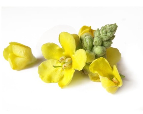 EQUIHERBS DZIEWANNA KWIAT - kegelhorses