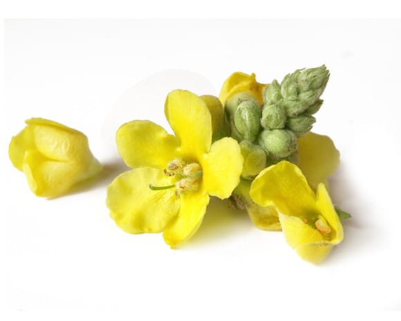 EQUIHERBS DZIEWANNA KWIAT - kegelhorses