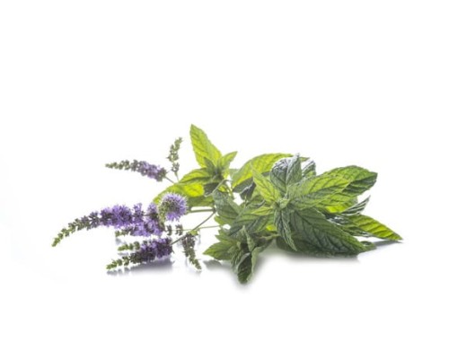 EQUIHERBS MIĘTA PIEPRZOWA - kegelhorses