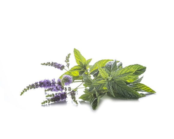 EQUIHERBS MIĘTA PIEPRZOWA - kegelhorses