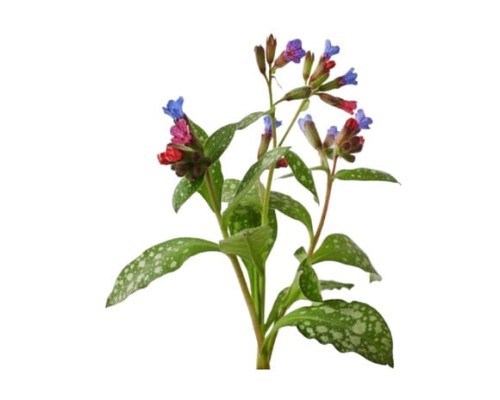 EQUIHERBS MIODUNKA - kegelhorses