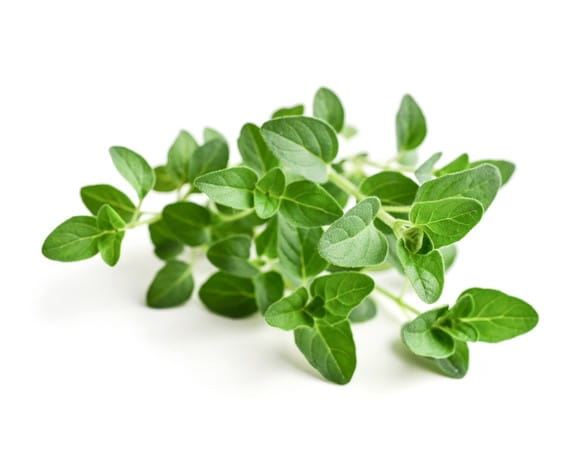 EQUIHERBS OREGANO - kegelhorses
