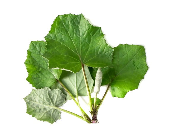 EQUIHERBS PODBIAŁ -kegelhorses