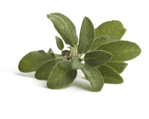 EQUIHERBS SZAŁWIA - kegelhorses