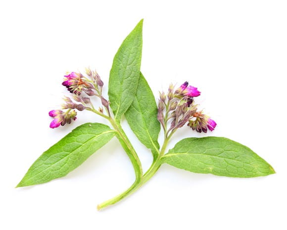 EQUIHERBS ŻYWOKOST LEKARSKI KORZEŃ - kegelhorses