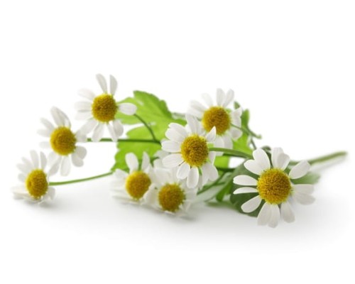 EQUIHERBS RUMIANEK KWIAT - kegelhorses