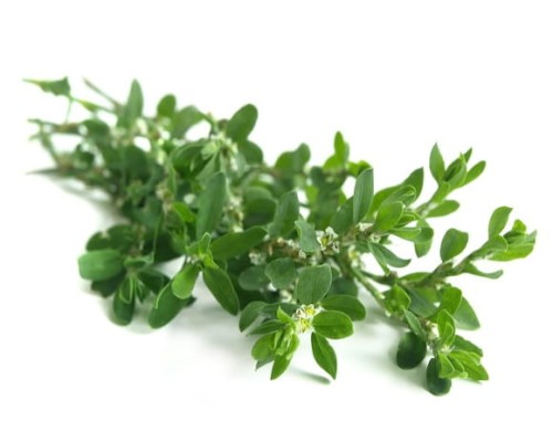 EQUIHERBS RDEST PTASI -kegelhorses