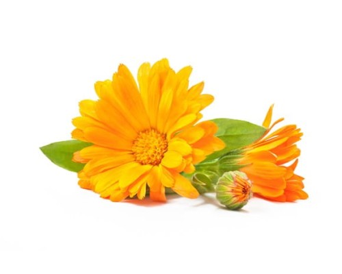 EQUIHERBS NAGIETEK KWIAT - kegelhorses