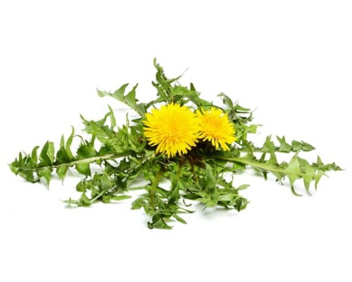 EQUIHERBS MNISZEK LEKARSKI -kegelhorses