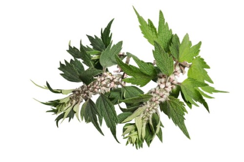 EQUIHERBS
SERDECZNIK POSPOLITY ZIELE - kegelhorses