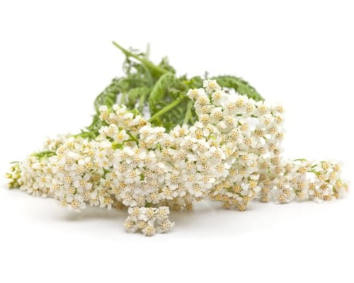 EQUIHERBS
KRWAWNIK POSPOLITY - kegelhorses