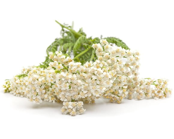 EQUIHERBS
KRWAWNIK POSPOLITY - kegelhorses