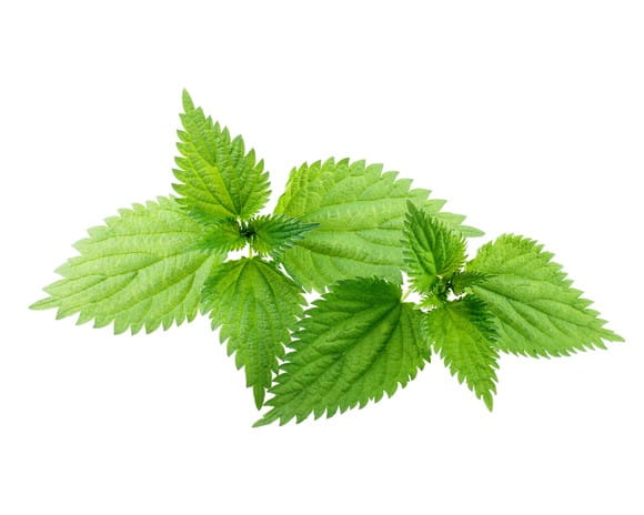 EQUIHERBS
POKRZYWA ZWYCZAJNA - kegelhorses