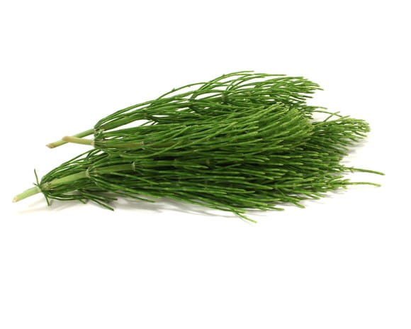 EQUIHERBS
SKRZYP POLNY - kegelhorses