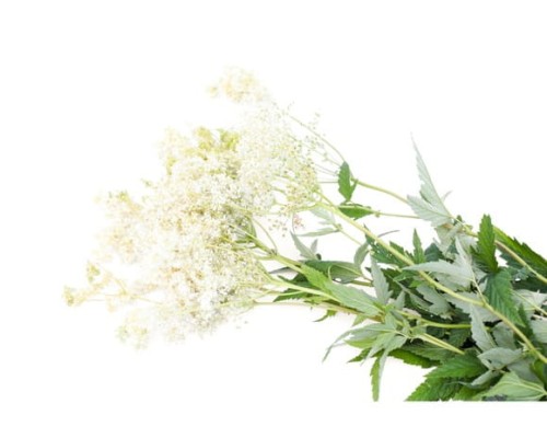 EQUIHERBS
WIĄZÓWKA BŁOTNA - kegelhorses