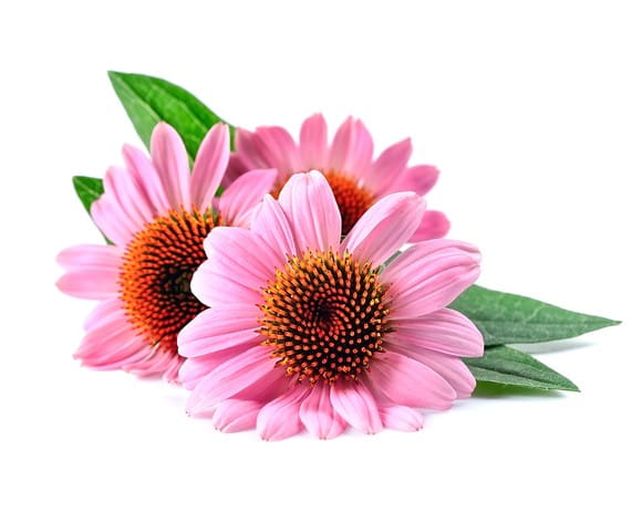 EQUIHERBS
JEŻÓWKA - ECHINACEA - kegelhorses