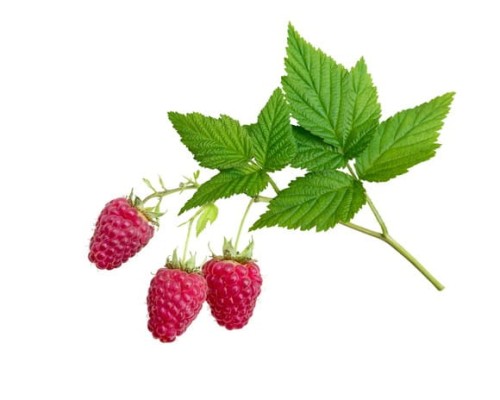 EQUIHERBS
MALINA LIŚĆ - kegelhorses