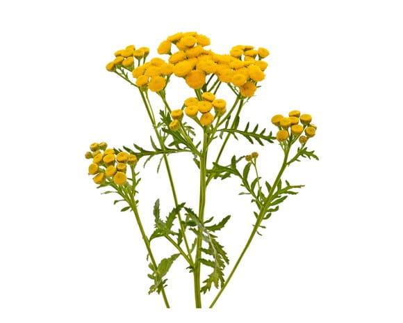 EQUIHERBS
WROTYCZ - kegelhorses