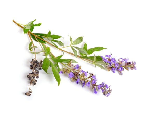 EQUIHERBS NIEPOKALANEK POSPOLITY MNISI PIEPRZOWY  - kegelhorses