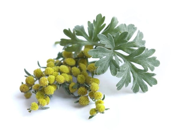 EQUIHERBS
PIOŁUN ZIELE - kegelhorses