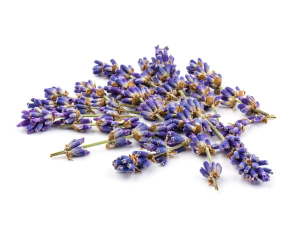 EQUIHERBS
LAWENDA KWIAT - kegelhorses