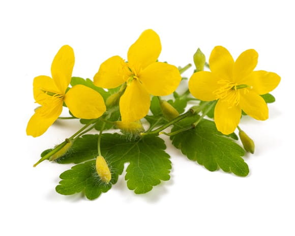 EQUIHERBS
GLISTNIK JASKÓŁCZE ZIELE - kegelhorses