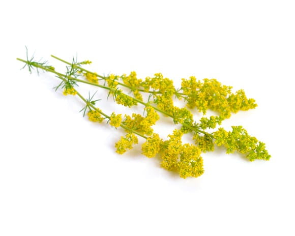 EQUIHERBS
PRZYTULIA WŁAŚCIWA ZIELE - kegelhorses