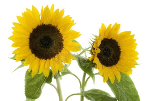 EQUIHERBS ŁUSKA SŁONECZNIKA 7 KG - kegelhorses